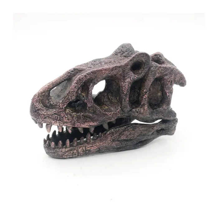 Allosaurus Mini Skull Replica