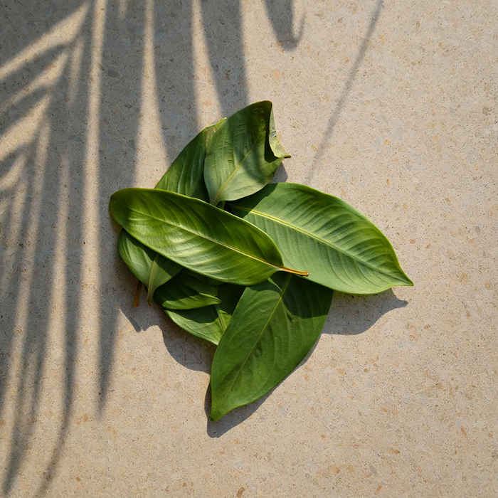 'Iliahi Sandalwood leaves on background with shadow