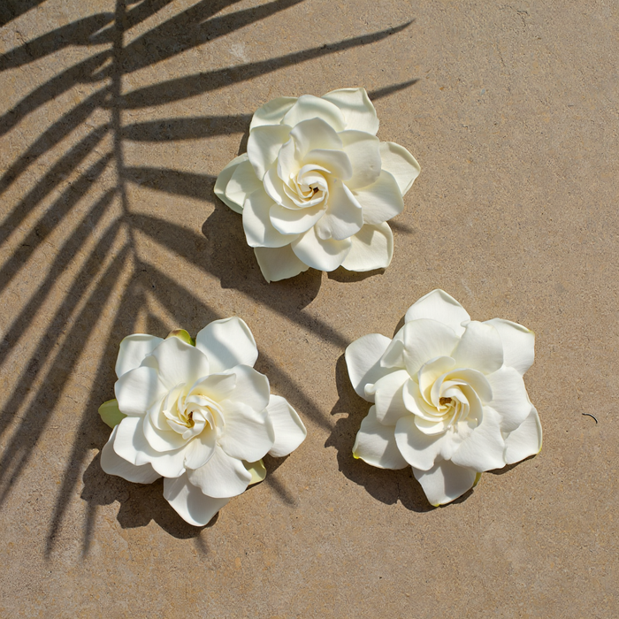 Kiela Gardenia ingredient overlay with palm leaves shadow